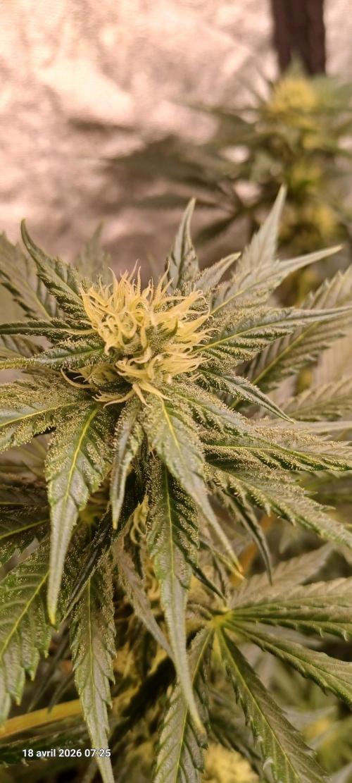 Shogun rQs. Week 10