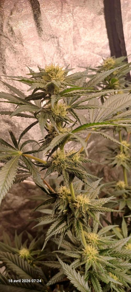 Shogun rQs. Week 10