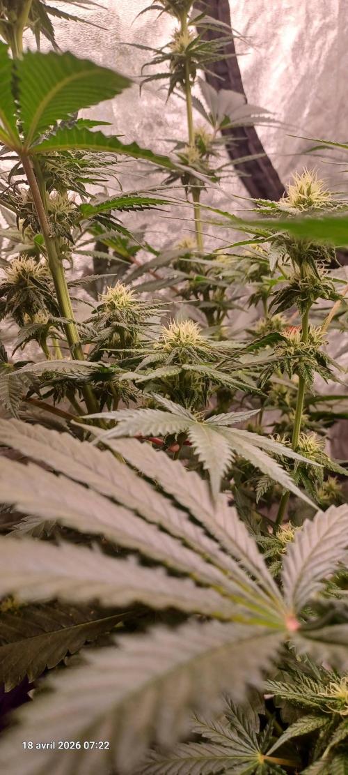 Shogun rQs. Week 10