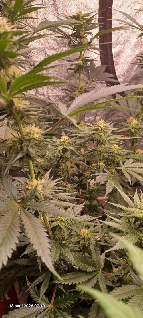 Shogun rQs. Week 10