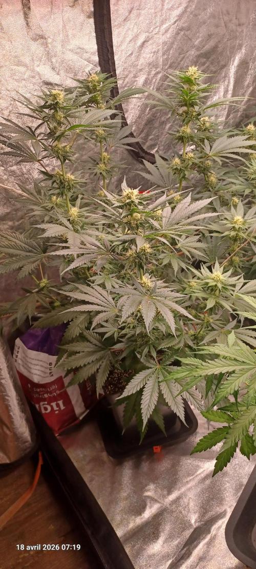 Shogun rQs. Week 10