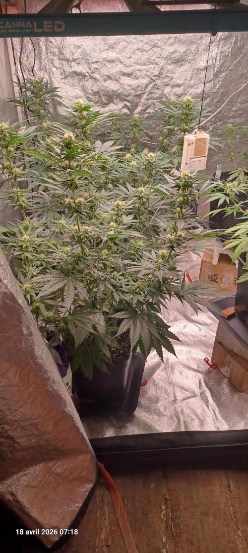 Shogun rQs. Week 10