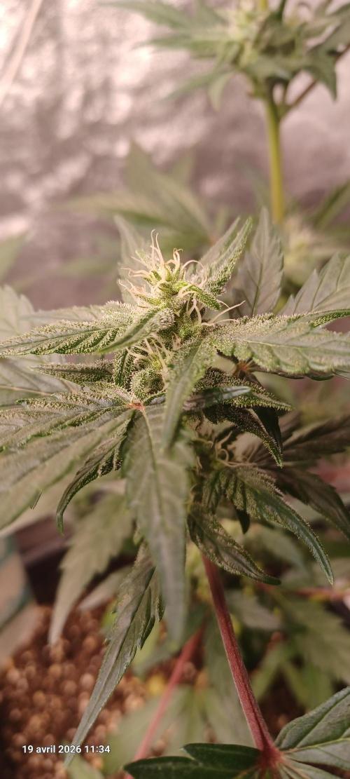 Appel Fritter Auto.. rQs. Week 7