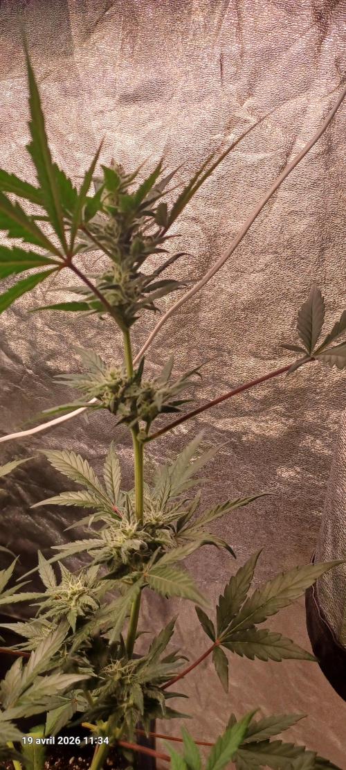 Appel Fritter Auto.. rQs. Week 7