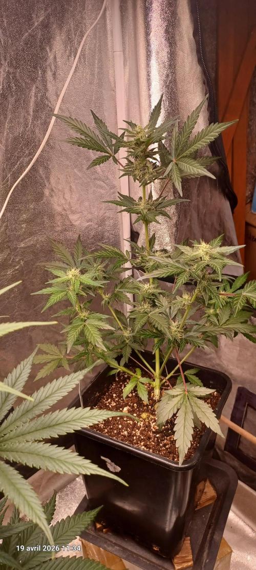 Appel Fritter Auto.. rQs. Week 7