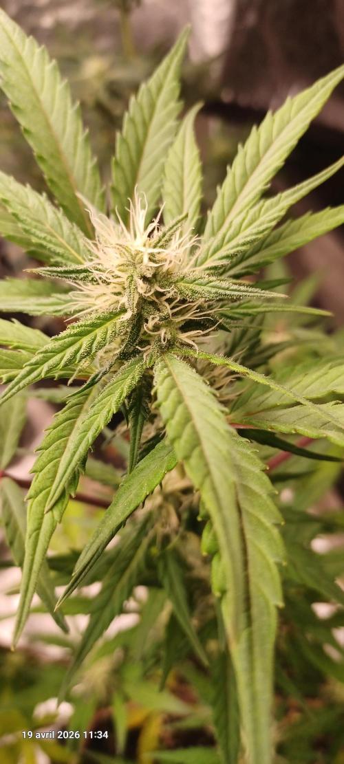 Appel Fritter Auto.. rQs. Week 7