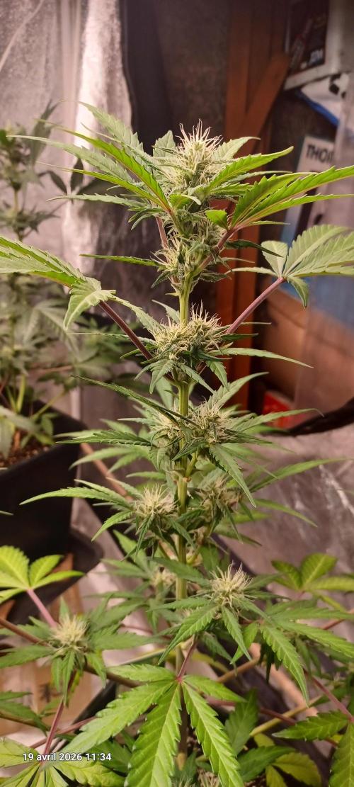 Appel Fritter Auto.. rQs. Week 7