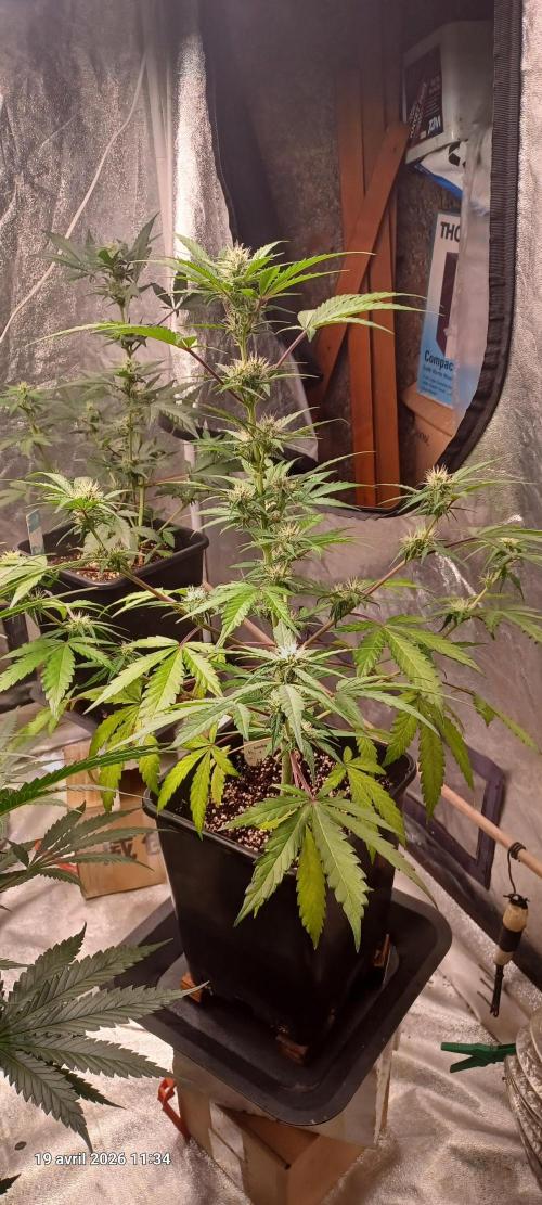 Appel Fritter Auto.. rQs. Week 7