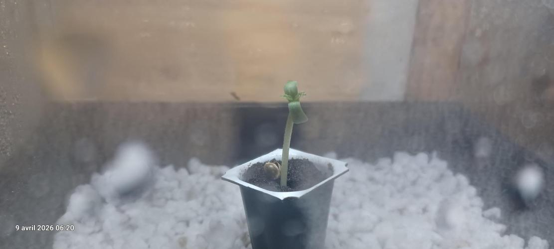 Wedding Cake. Week 0