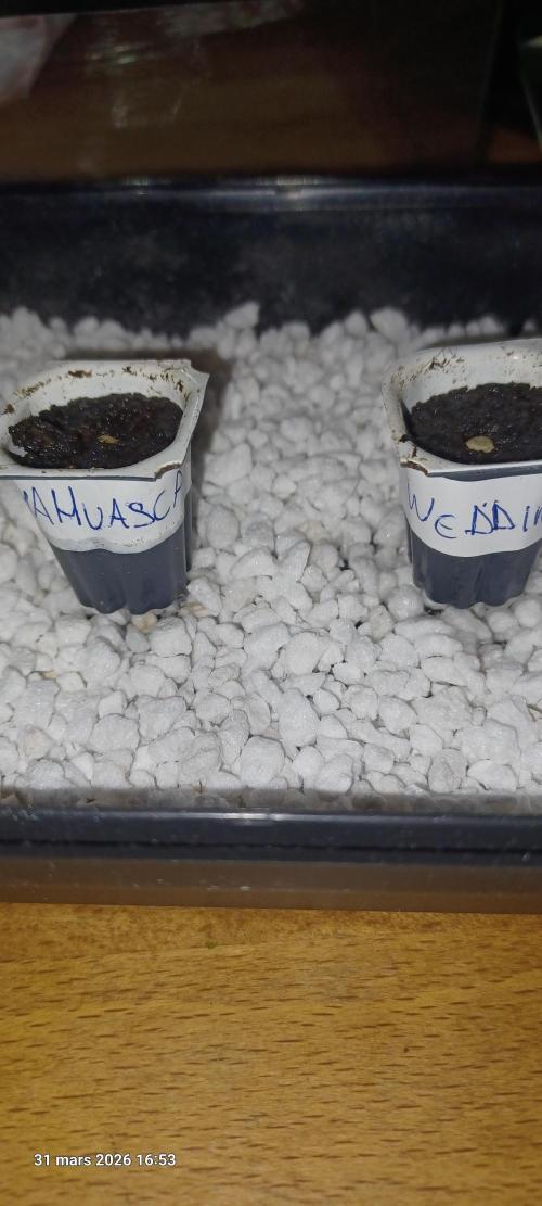 Wedding cake rQs. Week 0