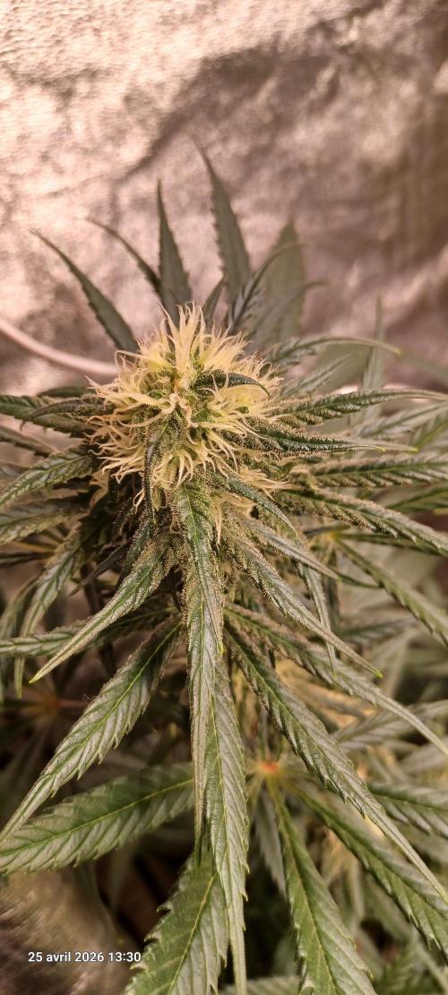 Shogun rQs. Week 11