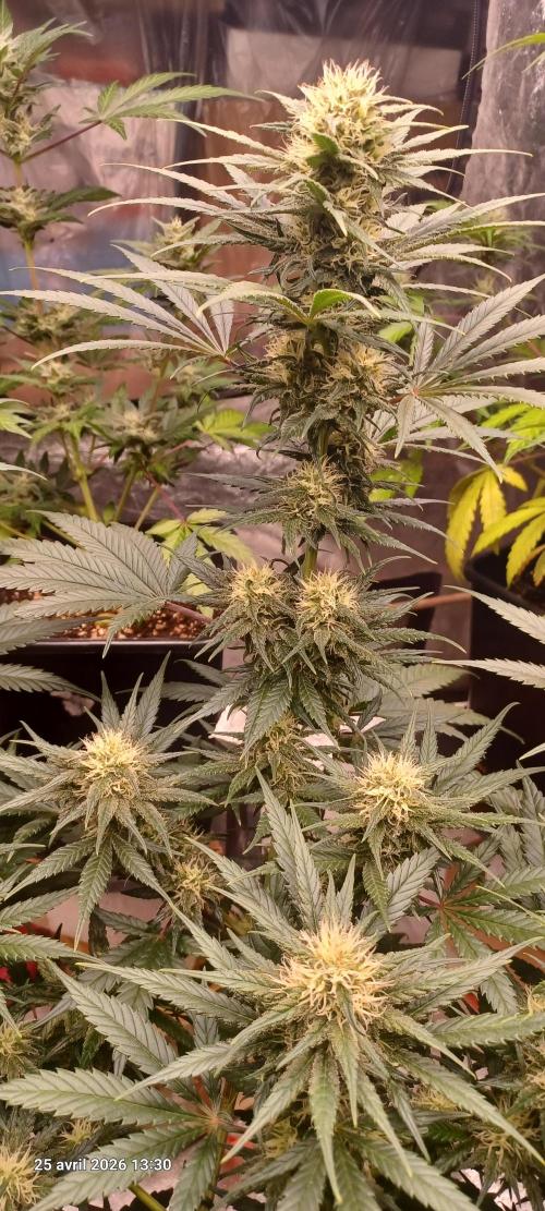Shogun rQs. Week 11