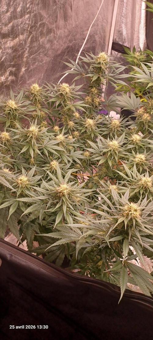 Shogun rQs. Week 11