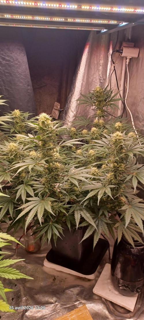 Shogun rQs. Week 11