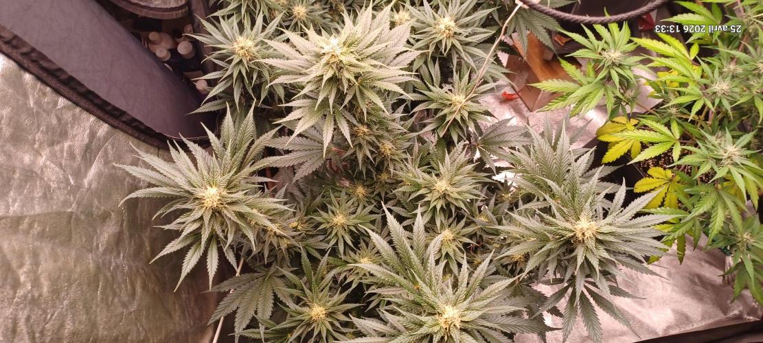 Shogun rQs. Week 11