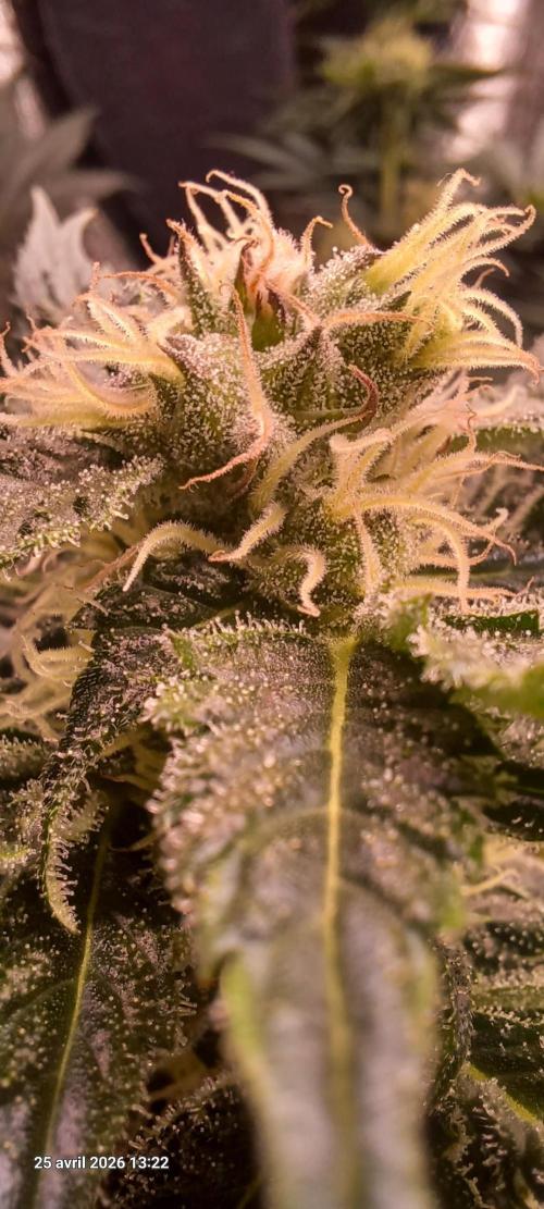 Shogun rQs. Week 11