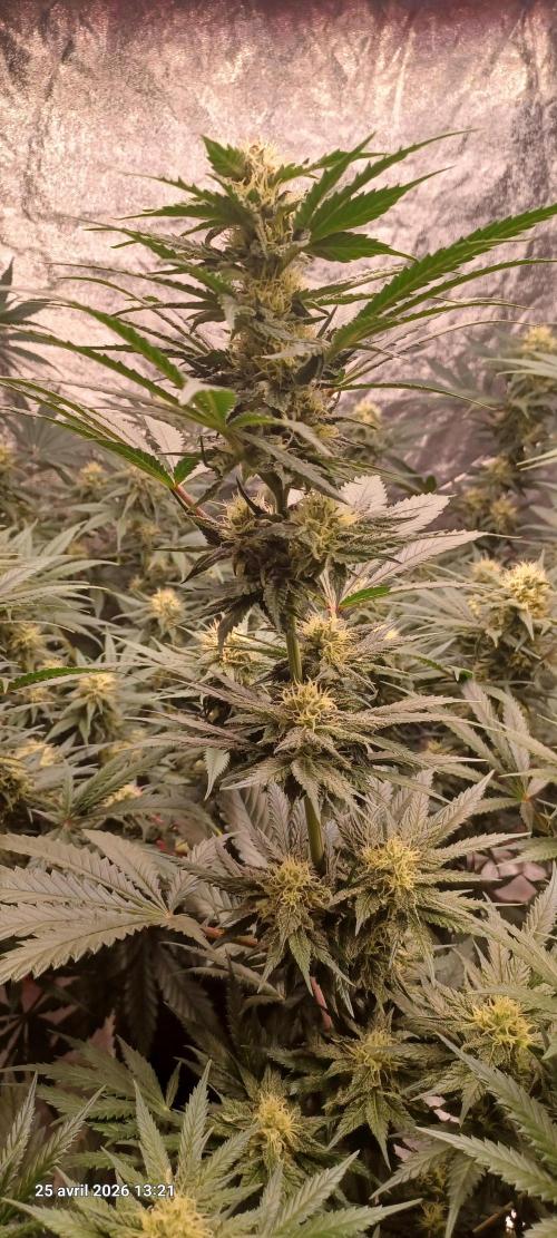 Shogun rQs. Week 11