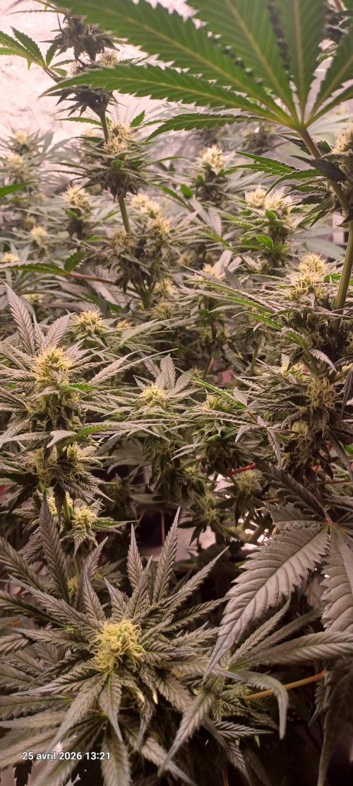 Shogun rQs. Week 11