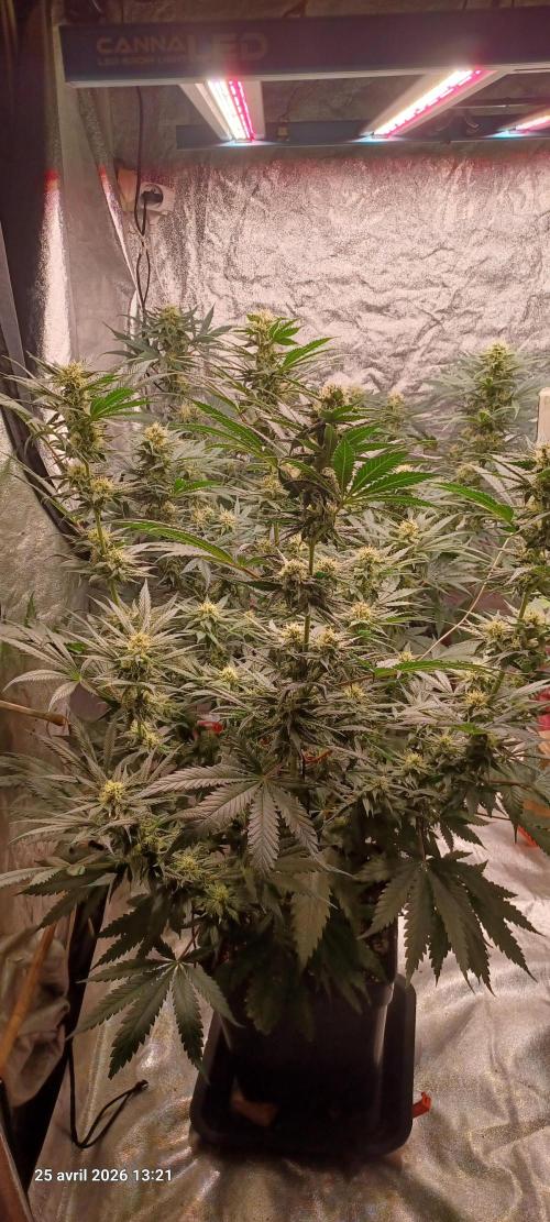 Shogun rQs. Week 11