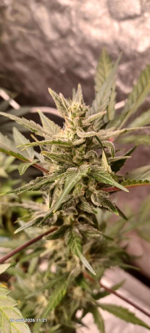 Appel Fritter Auto.. rQs. Week 8