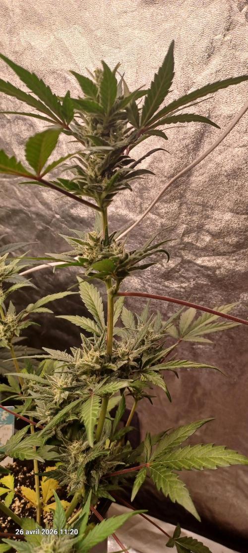 Appel Fritter Auto.. rQs. Week 8