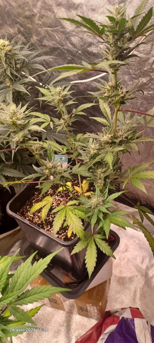 Appel Fritter Auto.. rQs. Week 8