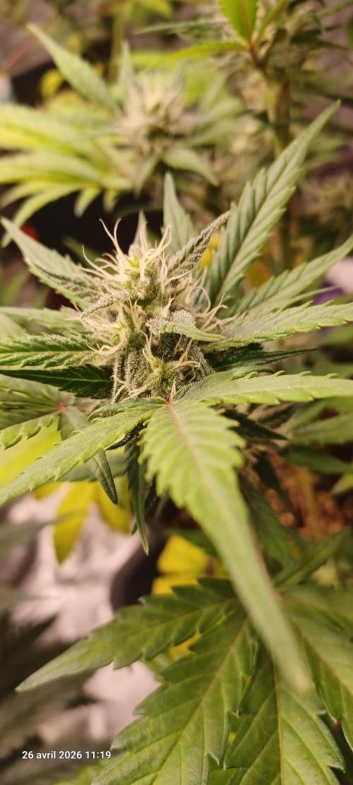 Appel Fritter Auto.. rQs. Week 8