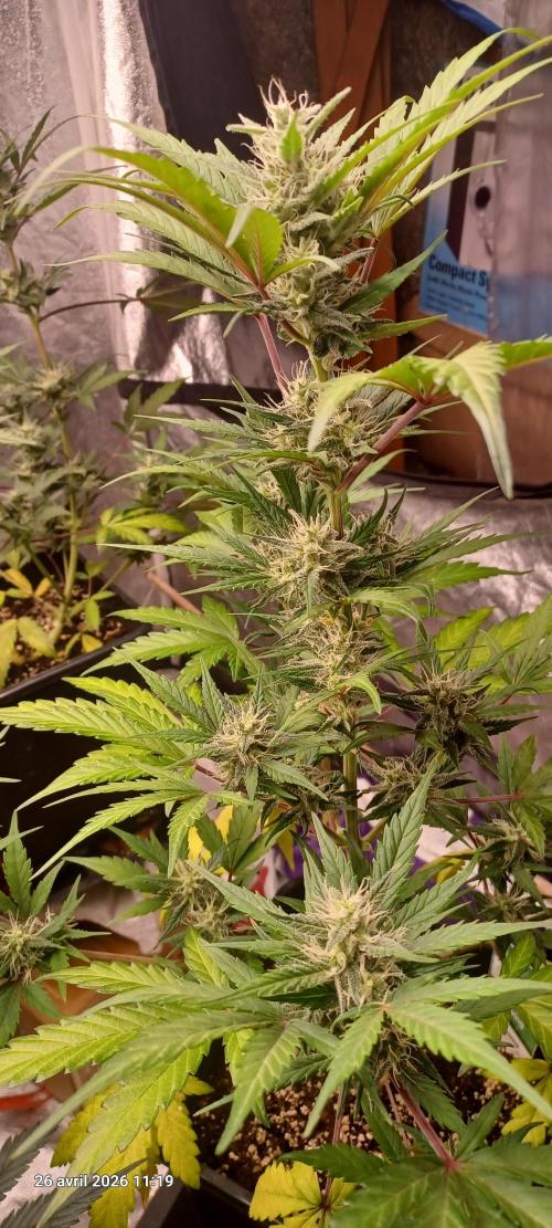 Appel Fritter Auto.. rQs. Week 8