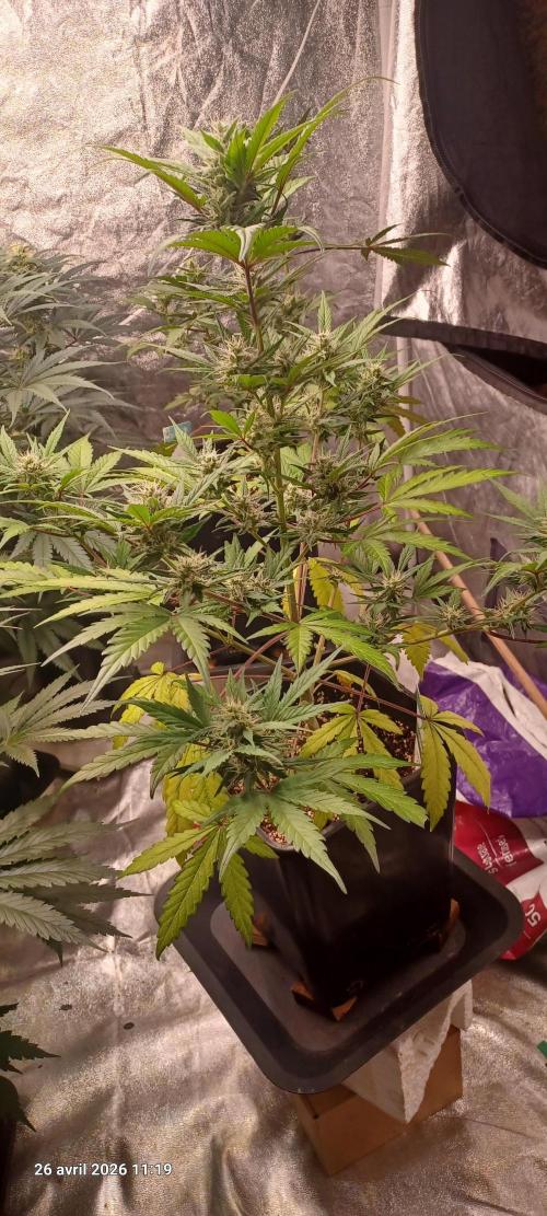 Appel Fritter Auto.. rQs. Week 8