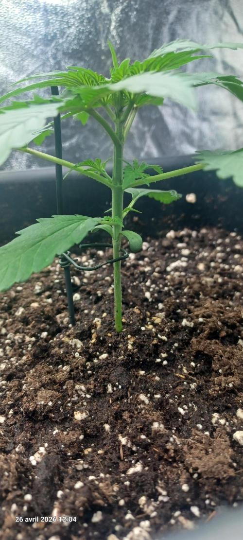 Wedding cake rQs. Week 2