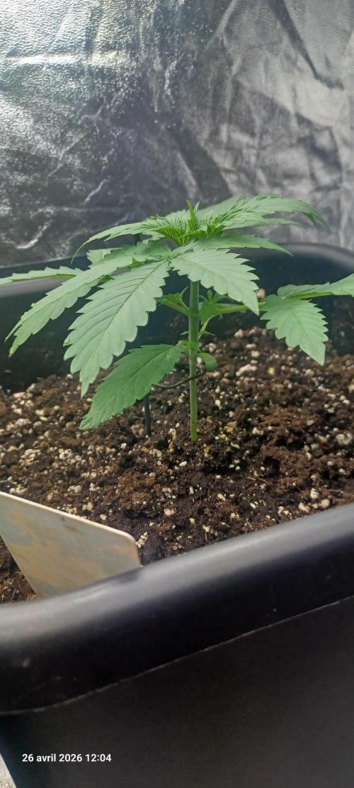 Wedding cake rQs. Week 2