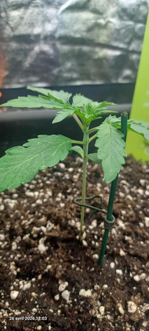 Wedding cake rQs. Week 2