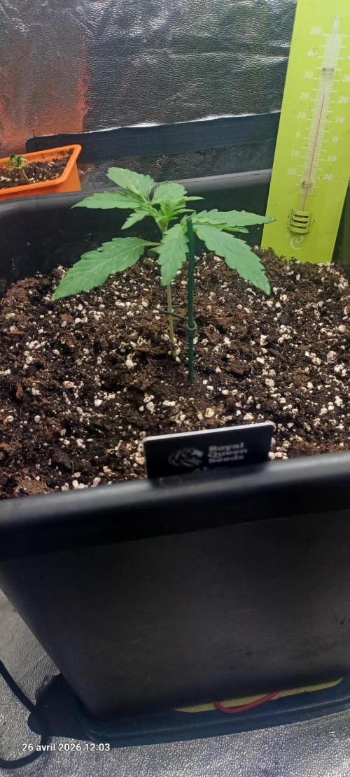 Wedding Cake. Week 2