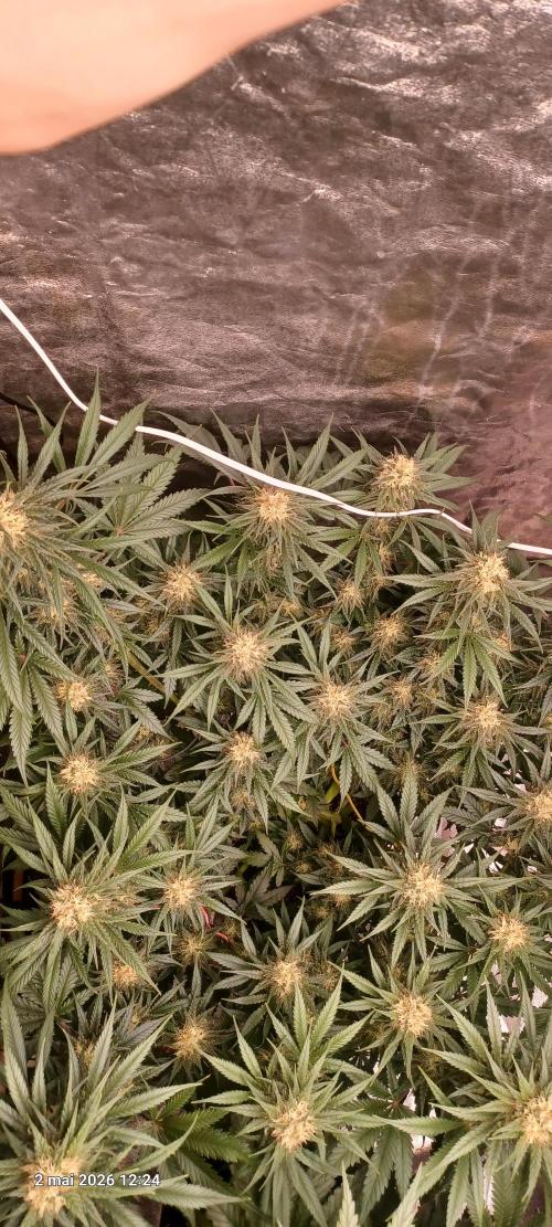 Shogun rQs. Week 12 - B1