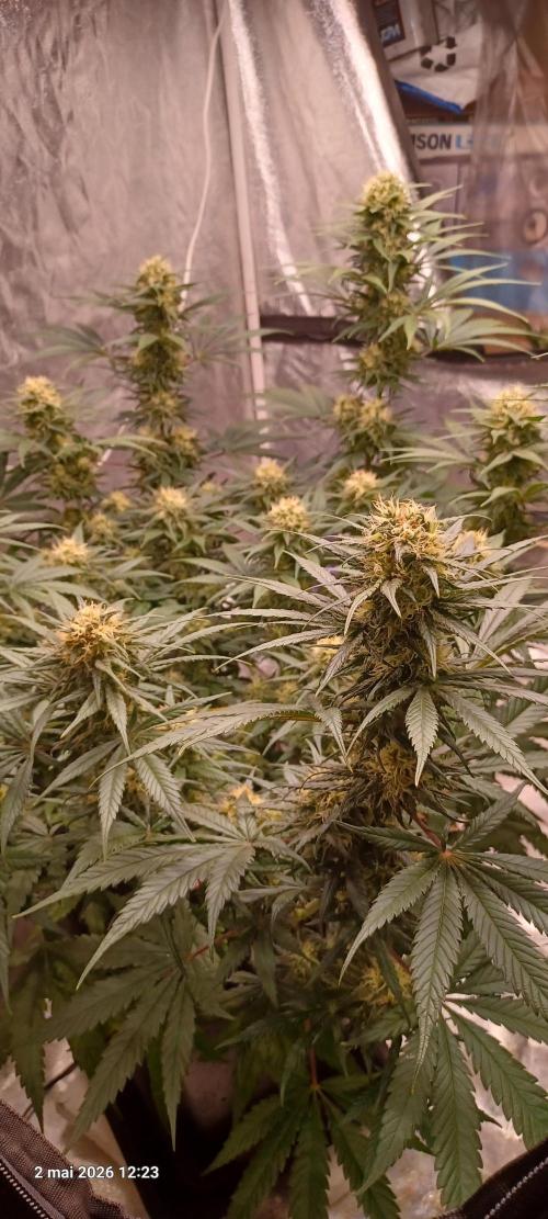 Shogun rQs. Week 12 - B1