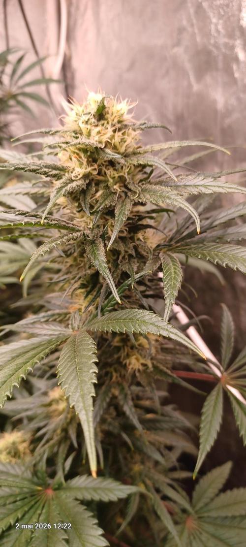 Shogun rQs. Week 12 - B1