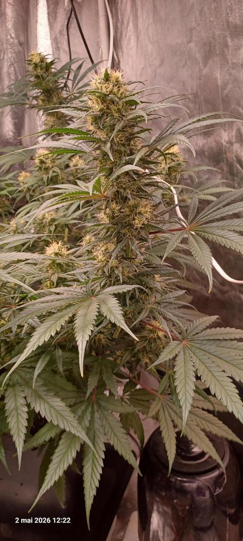 Shogun rQs. Week 12 - B1
