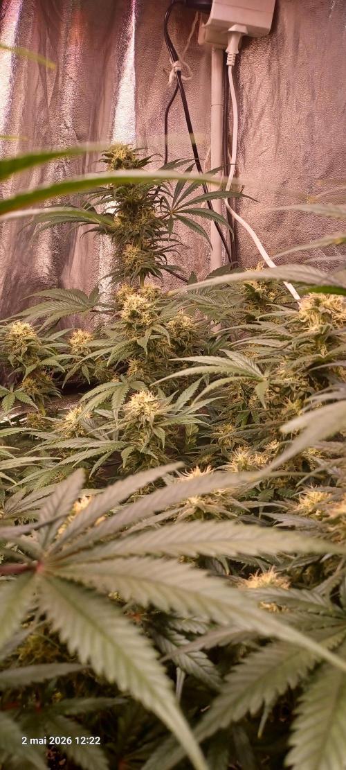 Shogun rQs. Week 12 - B1