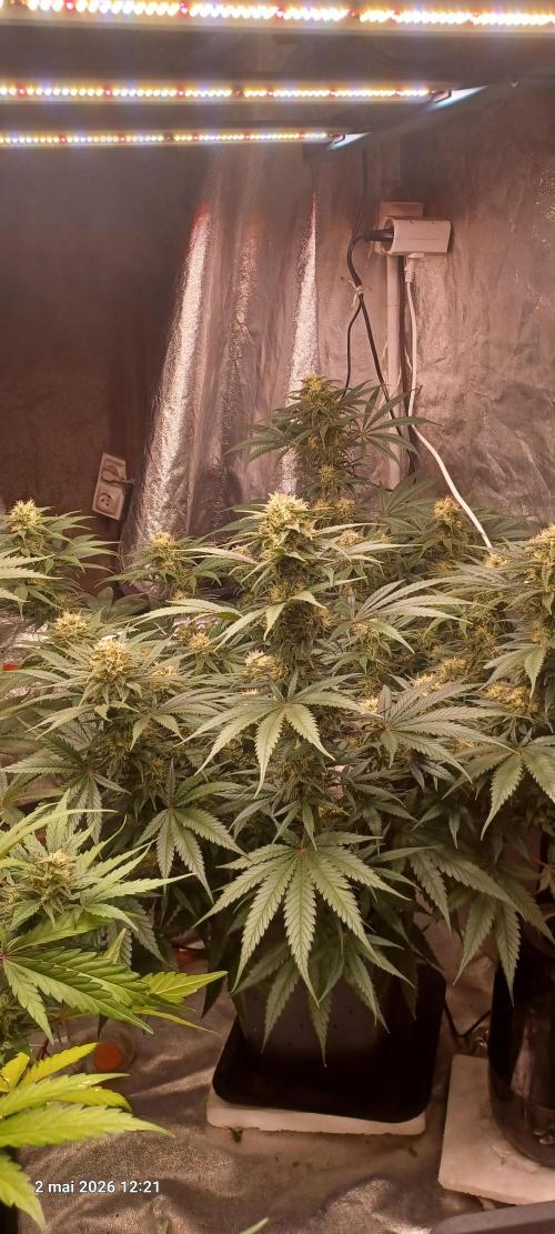 Shogun rQs. Week 12 - B1