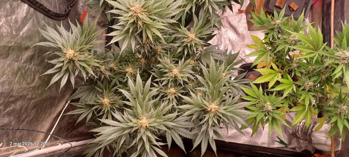 Shogun rQs. Week 12 - A1