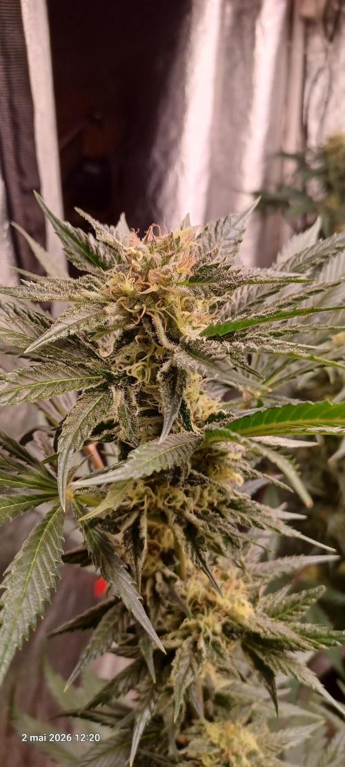 Shogun rQs. Week 12 - A1