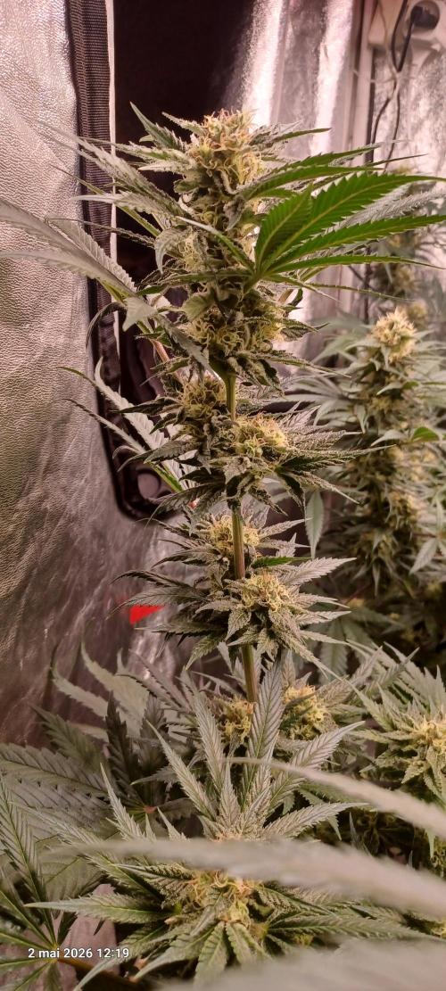 Shogun rQs. Week 12 - A1