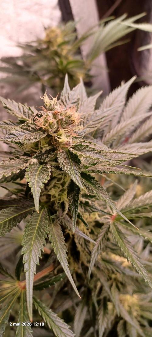 Shogun rQs. Week 12 - A1
