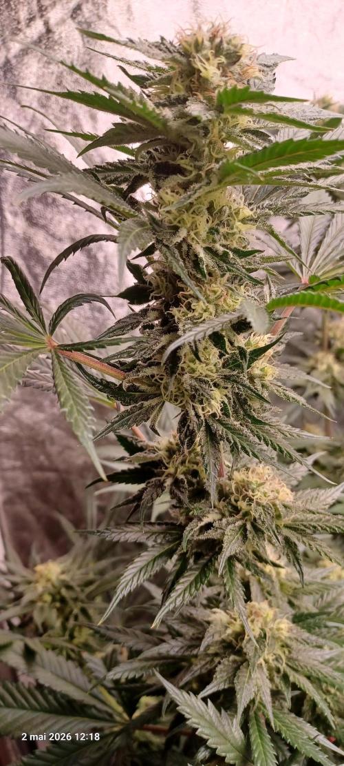 Shogun rQs. Week 12 - A1