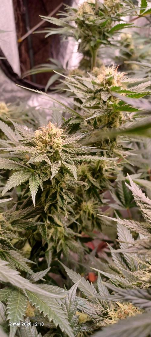 Shogun rQs. Week 12 - A1