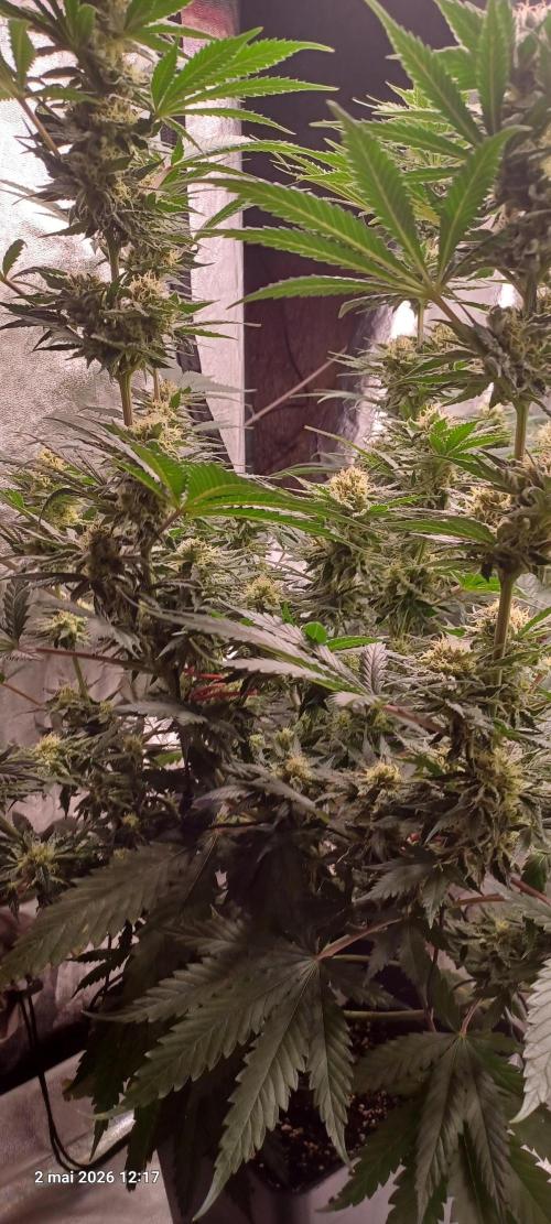 Shogun rQs. Week 12 - A1