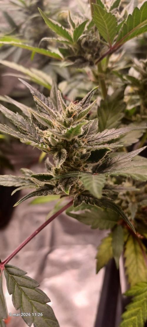 Appel Fritter Auto.. rQs. Week 9 - B2