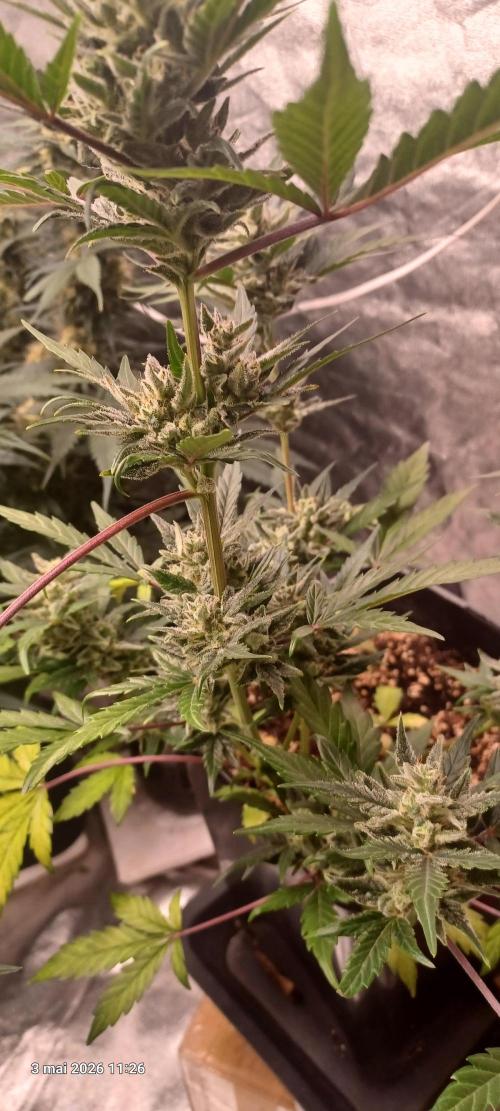 Appel Fritter Auto.. rQs. Week 9 - B2