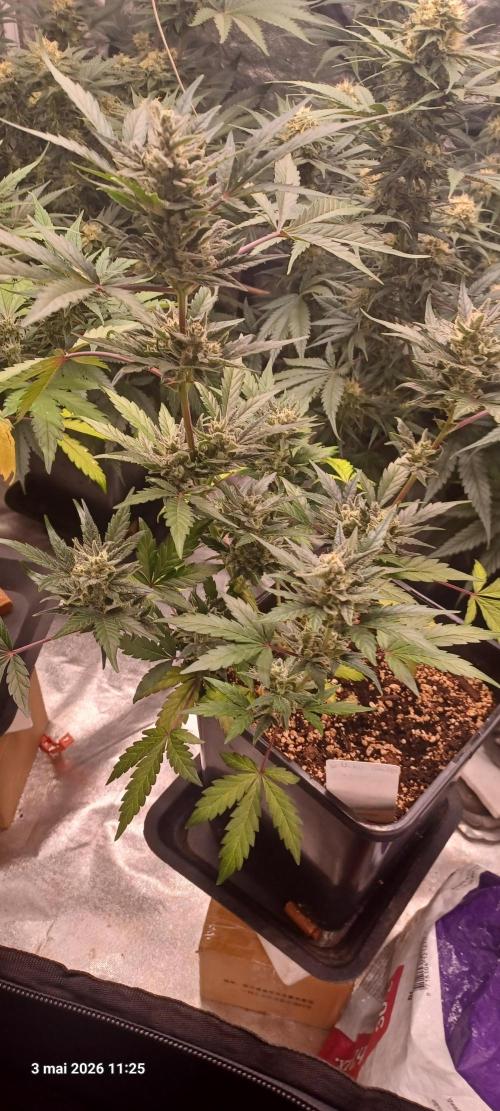 Appel Fritter Auto.. rQs. Week 9 - B2