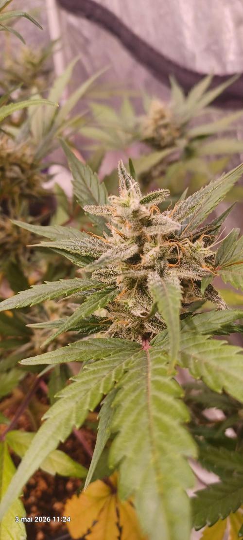 Appel Fritter Auto.. rQs. Week 9 - A2